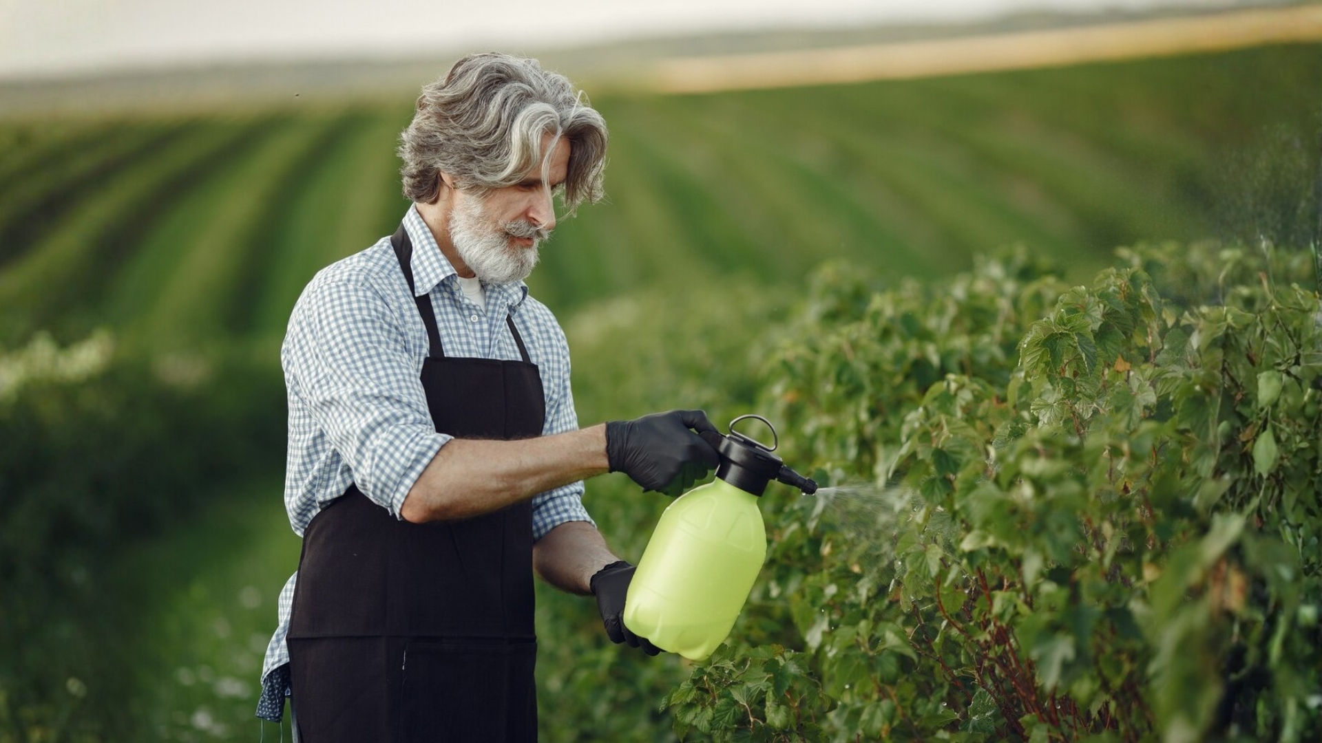 Specialty Fertilizers for Fruits